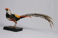 銀雞藏品圖，第7張